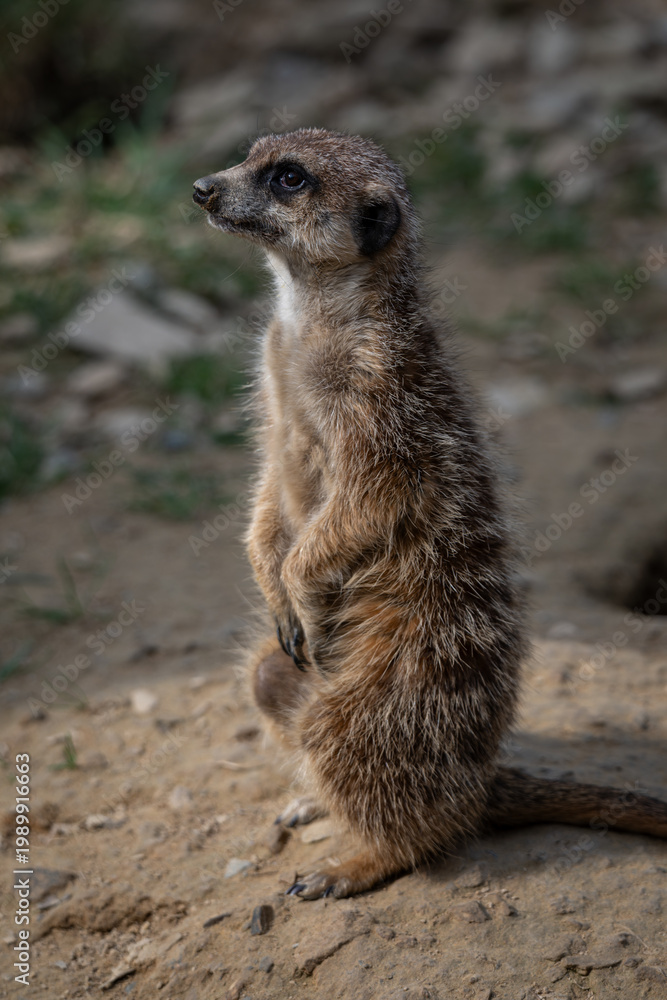 Fototapeta premium Standing meerkat looking around on the ground.