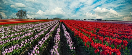 Wallpaper Mural A panorama image of a field of various colored spring blooming tulips with a blue sky and clouds; mostly red and purple tulips Torontodigital.ca