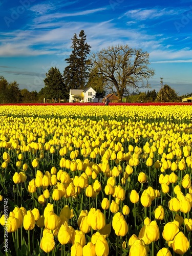 Wallpaper Mural A farm house and barn on the edge of a yellow and red tulip field near Woodburn Oregon Torontodigital.ca