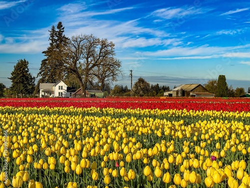 Wallpaper Mural A farm house and barn on the edge of a yellow and red tulip field near Woodburn Oregon Torontodigital.ca