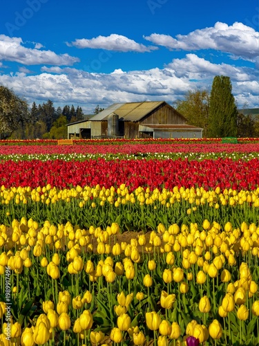 Wallpaper Mural A vintage barnon on the edge of a yellow and red tulip fiel near Woodburn Oregon Torontodigital.ca