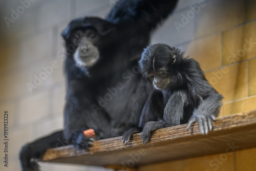 Fotografie Portrait of a young juvenile siamang monkey kept in captivity.