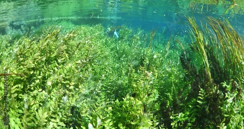 underwater freshwater lake river spring scenery with grasses and algae reflections