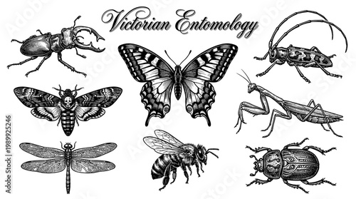 Victorian Entomology Vector Set: Vintage Hand-Drawn Insects Including Stag Beetle, Swallowtail Butterfly, Death's Head Moth, and Praying Mantis in Engraving Style