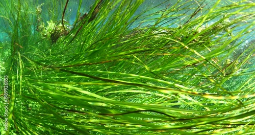 underwater freshwater lake river spring scenery with grasses and algae reflections