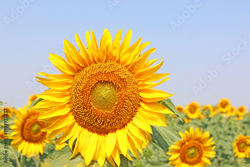 Sunflower field in Bulgaria in Summer	