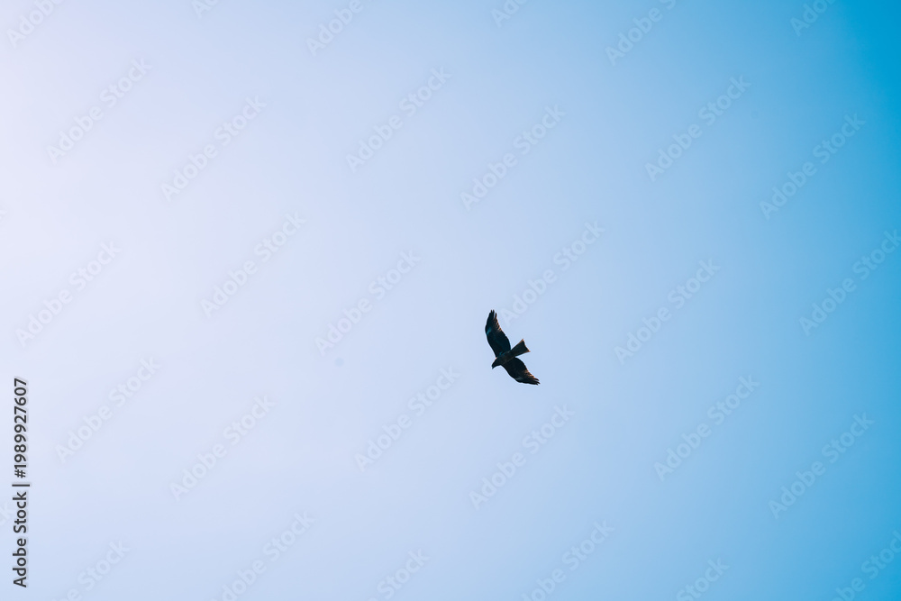 Fototapeta premium eagle in flight