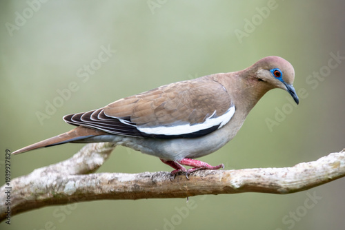 White Winged Dove on Louisiana Backyard Feeder