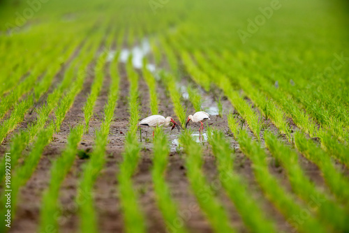 White Ibis Eating Crawfish in Louisiana Rice Field