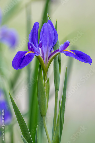 Louisiana Iris Blooming in Early Spring