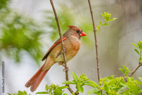 Northern Cardinal
