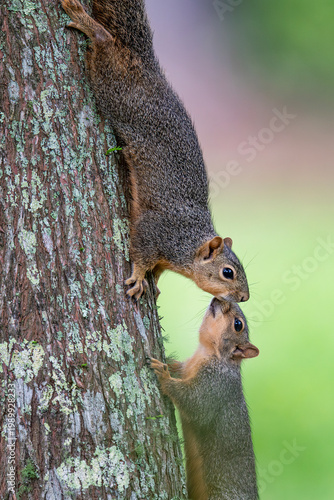 Kissing Squirrels
