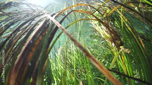 underwater freshwater lake river spring scenery with grasses and algae reflections