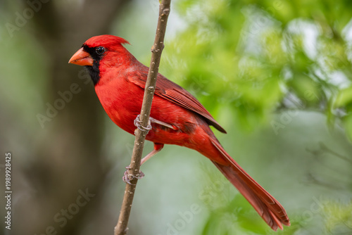 Male Northern Cardinal in Louisiana setting