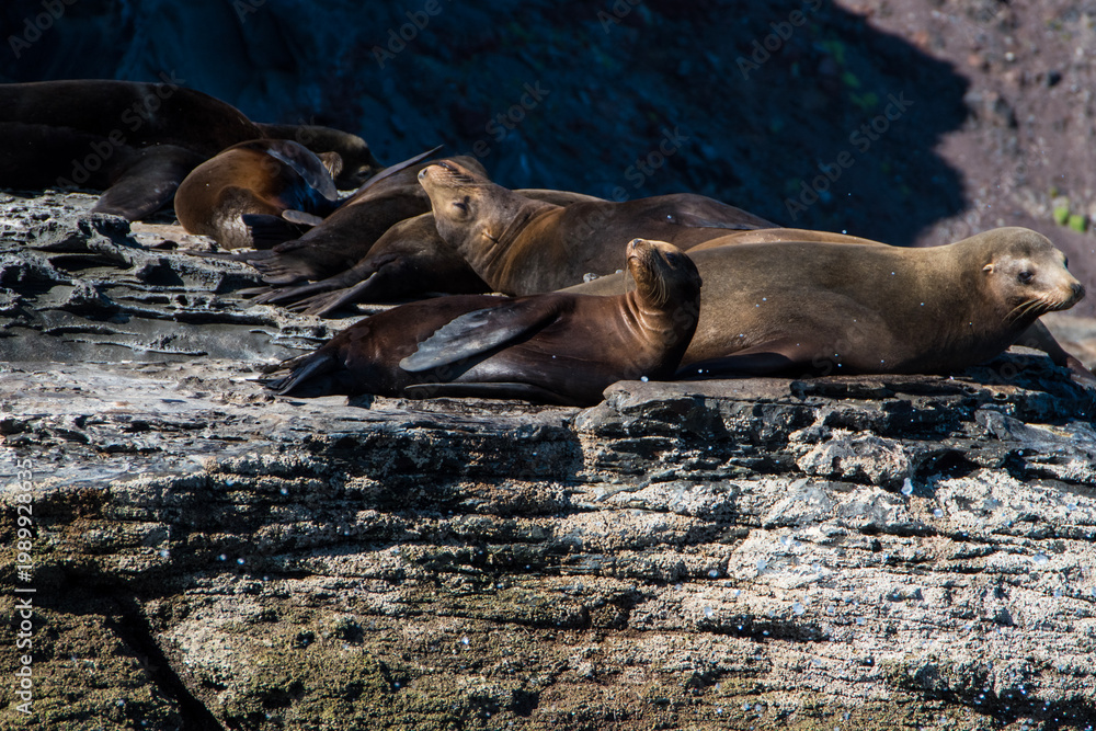 Fototapeta premium Seals on the rocky cost of Baja Big Surf Mexico.