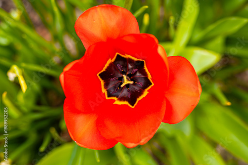 red tulip on green background