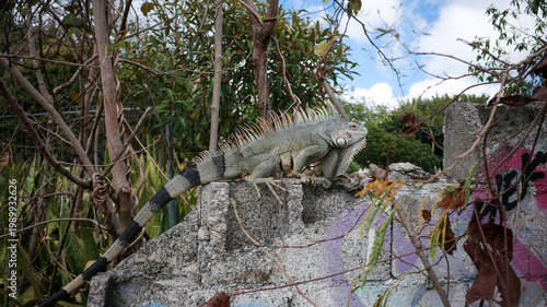 An iguana walks on the fence