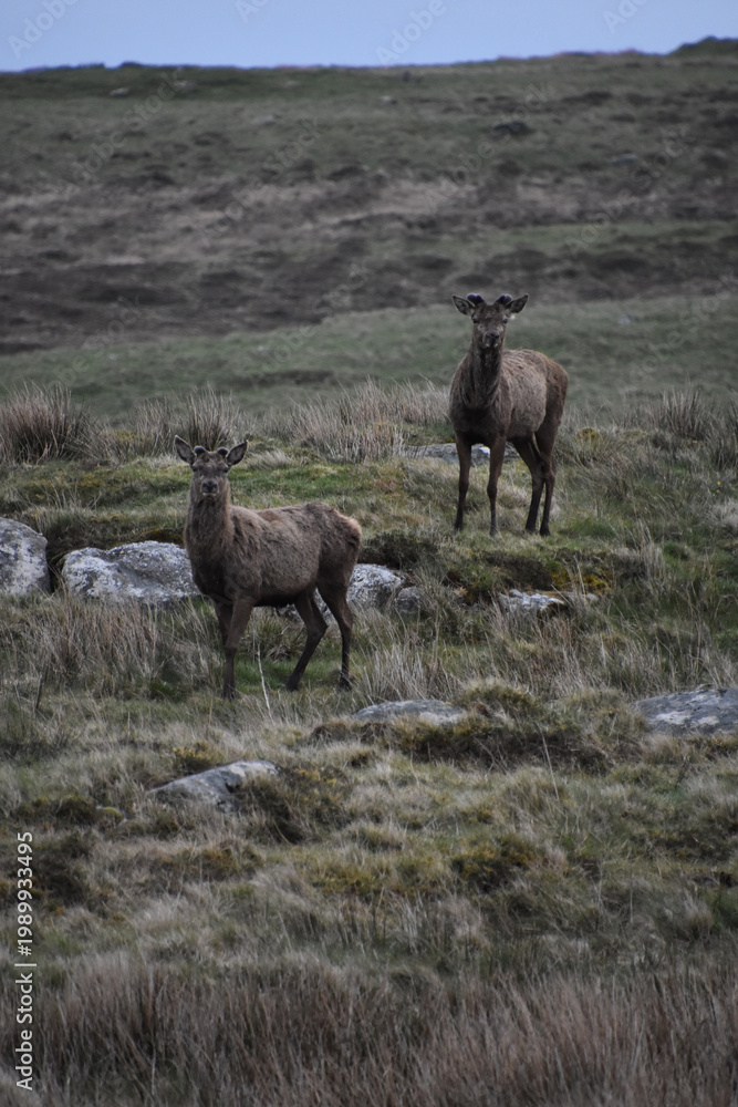 Obraz premium Two Red Deer Perched on a Hillside
