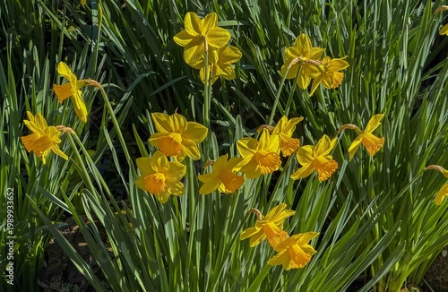 Wallpaper Mural A group of yellow daffodils with green leaves background Torontodigital.ca