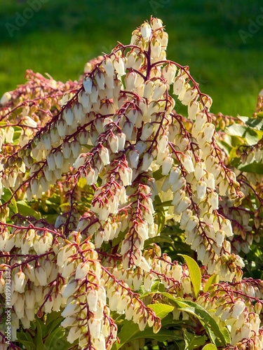 Wallpaper Mural A grouping of Japanese Pieris flowers with white blossoms Torontodigital.ca