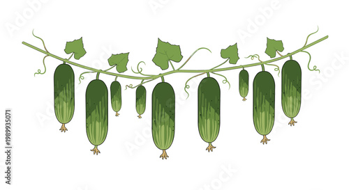 A delicate green vine stretches horizontally across the frame bearing several fresh cucumbers of different sizes hanging gracefully against a white backdrop.