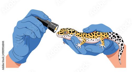 Meticulous hands wearing bright blue surgical gloves carefully hold a leopard gecko in a clinical setting under a focused and bright black flashlight beam.