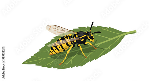 A solitary yellow and black striped wasp stands prominently on the surface of a large textured green leaf against a minimalist white background.