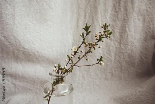 Blossoming branches in transparent vase