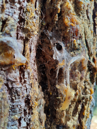 Tableau sur toile A close-up photograph of tree bark texture with delicate spider webs and golden resin drips