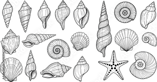 Detailed Sea Shell and Starfish Vector Illustration Set in Hand Drawn Sketch Style Featuring Scallops Conchs and Nautiluses for Nautical and Summer Beach Graphic Design