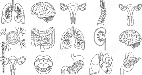 Human Internal Organs and Anatomy Line Art Vector Set Featuring Brain Lungs Heart Reproductive System and Digestive Organs for Medical Education and Health Graphic Design