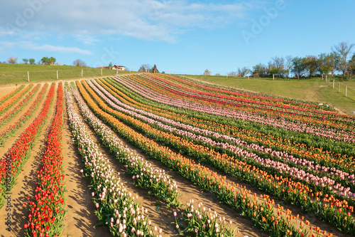 Quadro su tela Aerial drone view of vibrant tulip field rows in Kőröshegy, Hungary