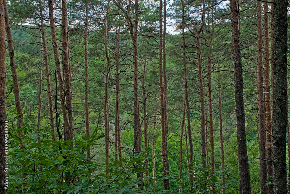 Naklejka premium pine forest with brown tree trunks and green needles in the Hungarian countryside 