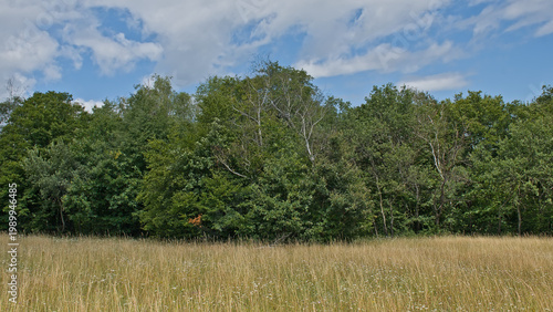 Field with yellow dried grass and green forest under grey clouds in the Hungarian countryside. 