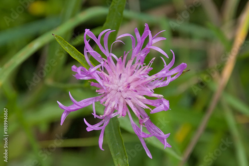 Pink flower of a brown knapweed plant - Centaurea jacea.