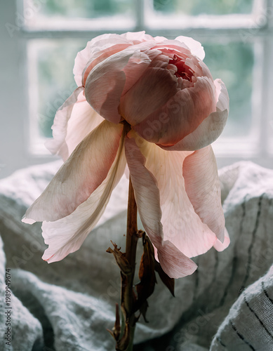 Elegant Pink Peony Flower Against Soft Background in Natural Light Display