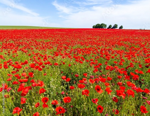 Field of red poppies under a blue sky with scattered trees in distance