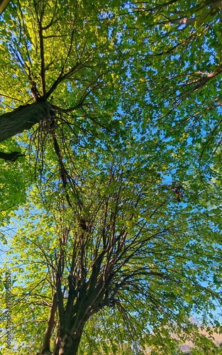 Tableau sur toile Fresh green tree canopy against blue sky in sunny daytime