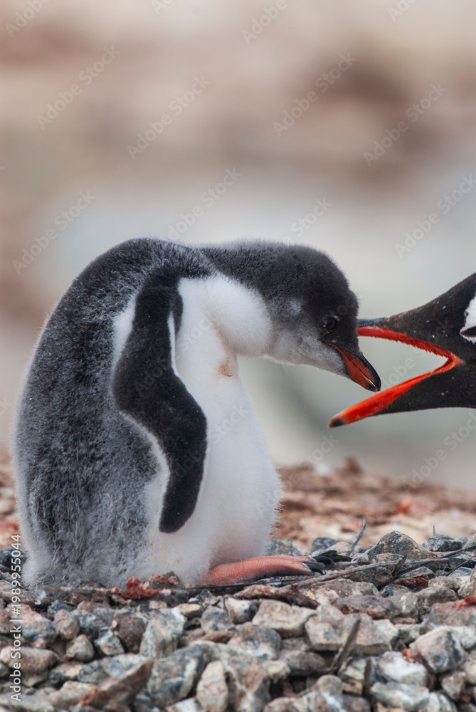 Fototapeta premium Gentoo Penguin, Pygoscelis papua, Antartica, Port Lockroy, Antartica.