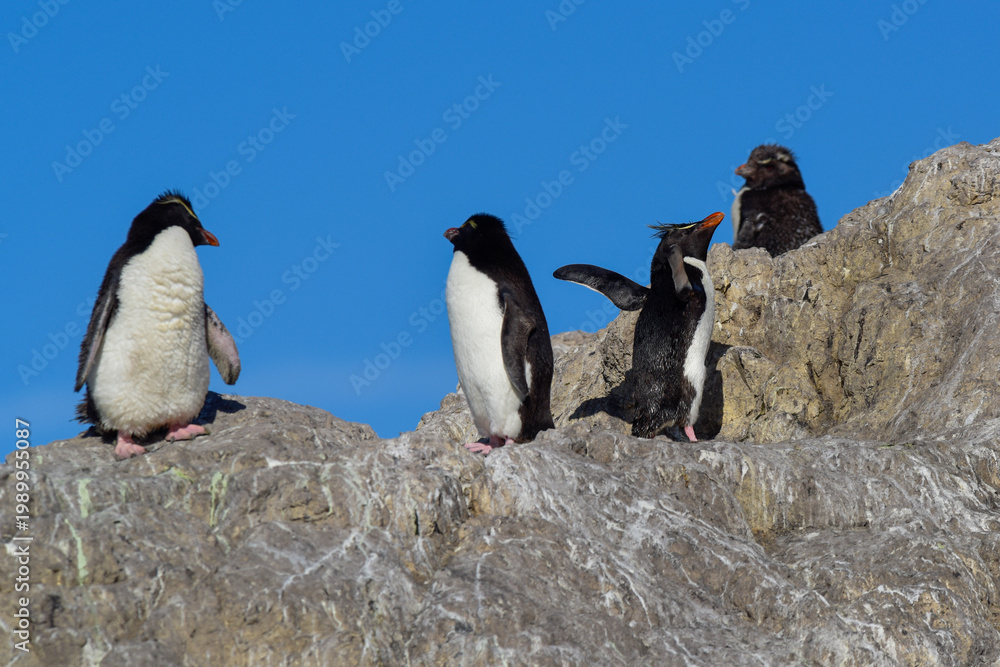 Obraz premium Rockhopper Penguin in Penguin Island,Puerto Deseado, Santa Cruz Province, Patagonia Argentina
