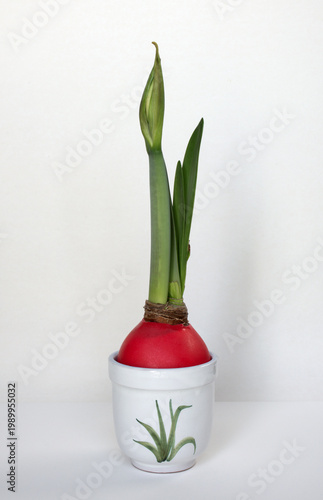 Tall Growing Amaryllis Bud Stalk 