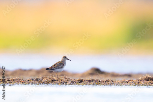 Slika na platnu A pectoral sandpiper, Calidris melanotos, foraging