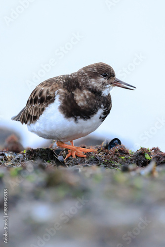 Closeup of a Rubby turnstone Arenaria interpres wading bird foraging between rocks at the sea coast