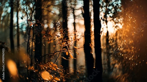 Sunlight Filtering Through Trees in a Serene Forest
