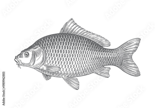 Vintage carp fish engraving illustration.