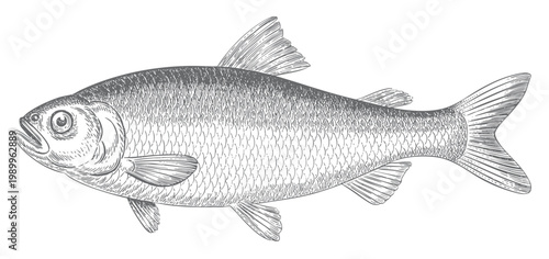 Vintage carp fish engraving illustration.