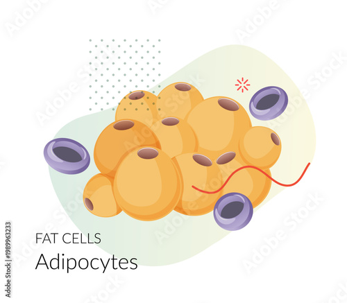 Fat cells ( adipocytes or adipose cells ) - Stock Illustration as EPS 10 File
