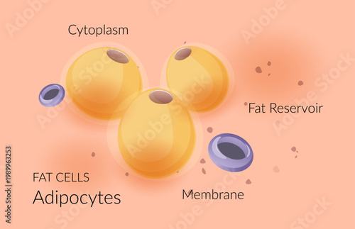 Fat cells ( adipocytes or adipose cells ) - Stock Illustration as EPS 10 File
