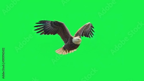 Majestic bald eagle flying with wings spread wide against a vibrant green screen background for easy compositing