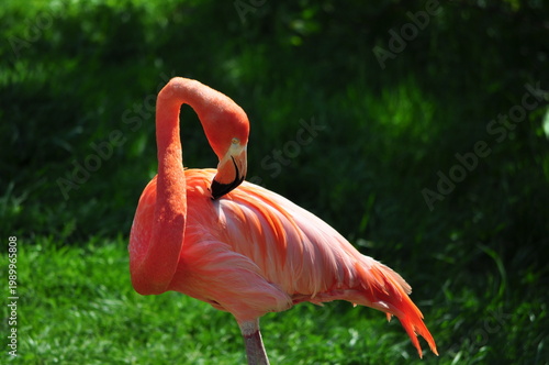 Pink Flamingo Standing on One Leg - Toronto Zoo